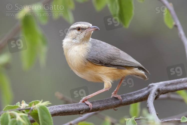 Long-billed Crombec, side view of an  adult perched on a branch