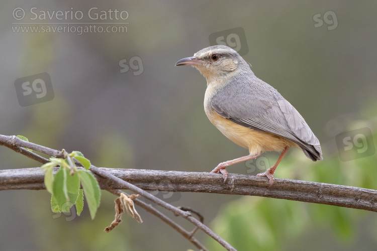 Long-billed Crombec, side view of an  adult perched on a branch