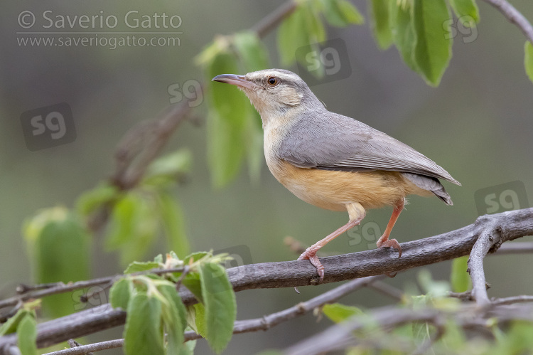 Long-billed Crombec