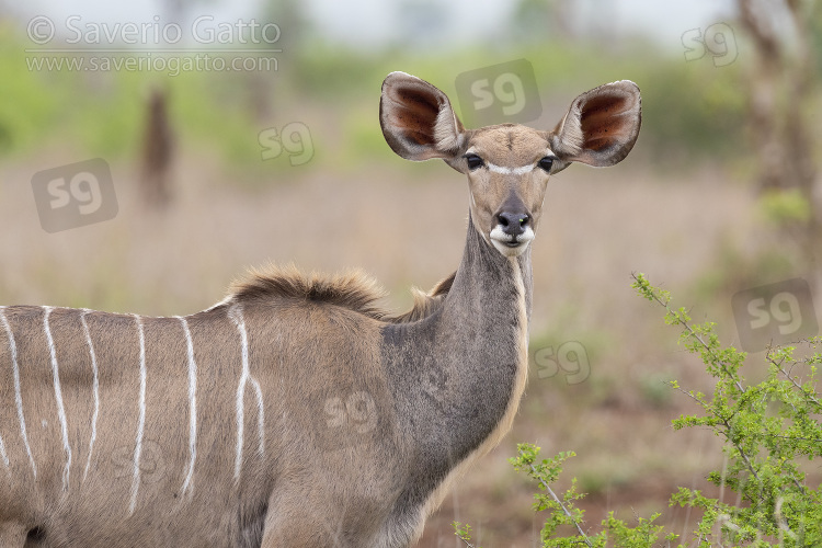 Greater Kudu, adult female close-up