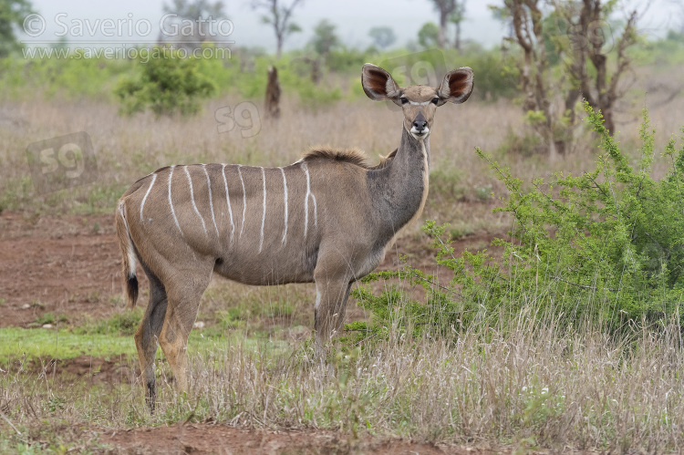 Greater Kudu, side view of an adult female standing on the ground
