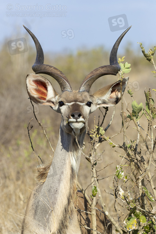 Greater Kudu, immature male close-up