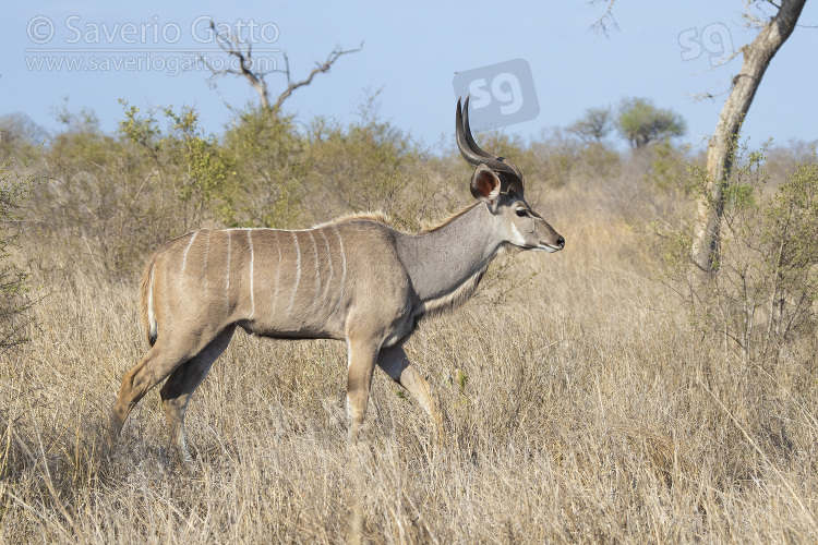 Greater Kudu, young male standing in the savannah