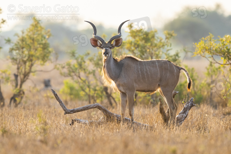 Greater Kudu, side view of a male standing in the savannah