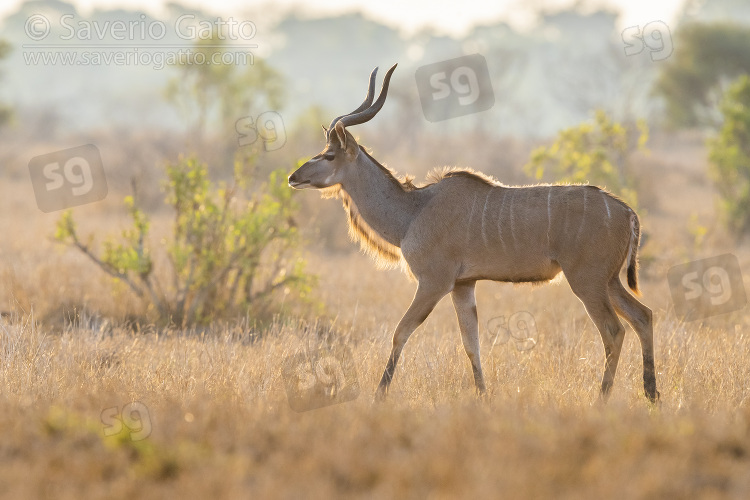 Greater Kudu, side view of a male walking in the savannah
