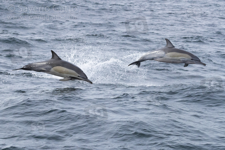 Long-beaked Common Dolphin