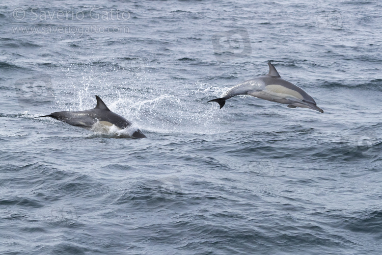 Delfino comune a becco lungo 