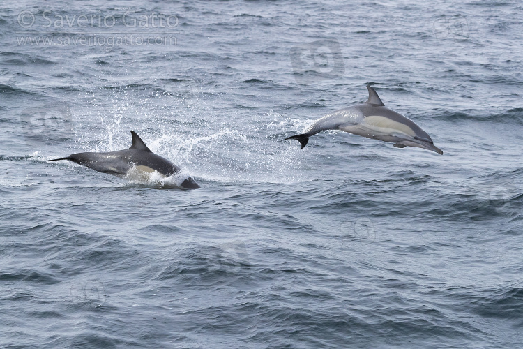 Long-beaked Common Dolphin, two individuals jumping out of water