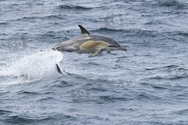 Delfino comune a becco lungo 