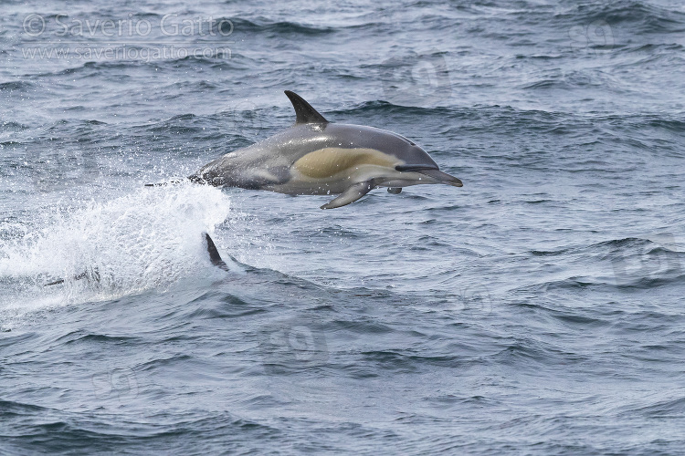 Delfino comune a becco lungo , individuo che salta fuori dall'acqua