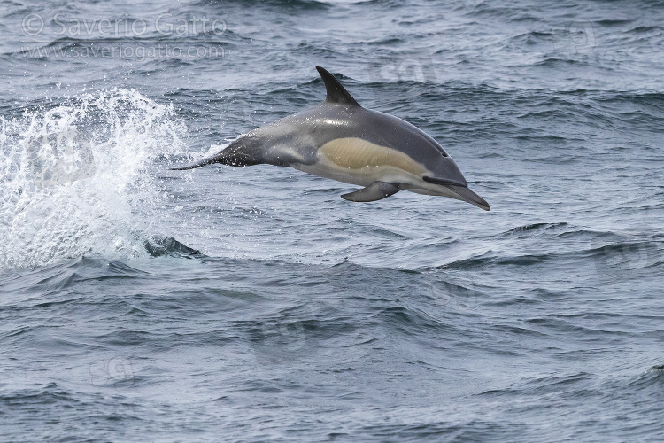 Delfino comune a becco lungo , individuo che salta fuori dall'acqua