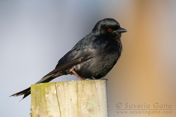 Drongo codaforcuta, adulto posato su un paletto