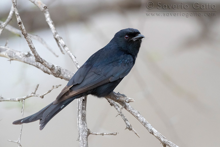 Fork-tailed Drongo, adult perched on a branch