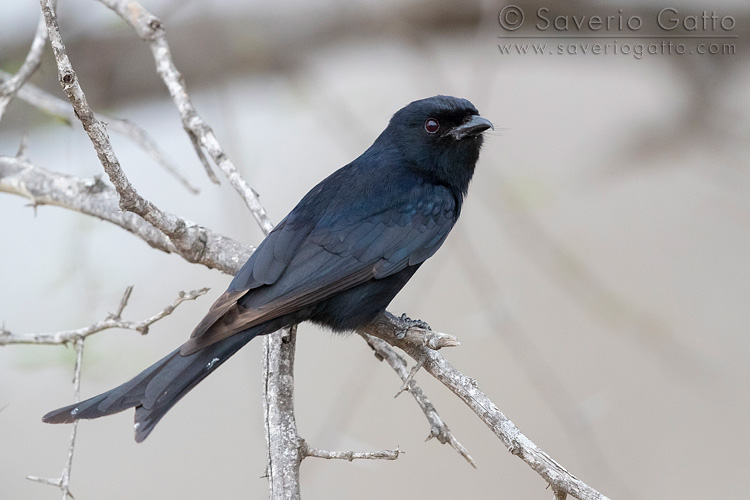 Fork-tailed Drongo