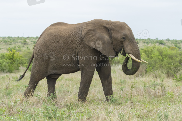 African Bush Elephant, side view of an adult feeding on grass