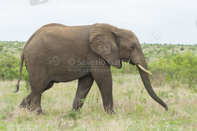 African Bush Elephant, side view of an adult feeding on grass