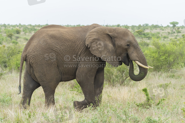 African Bush Elephant, side view of an adult feeding on grass