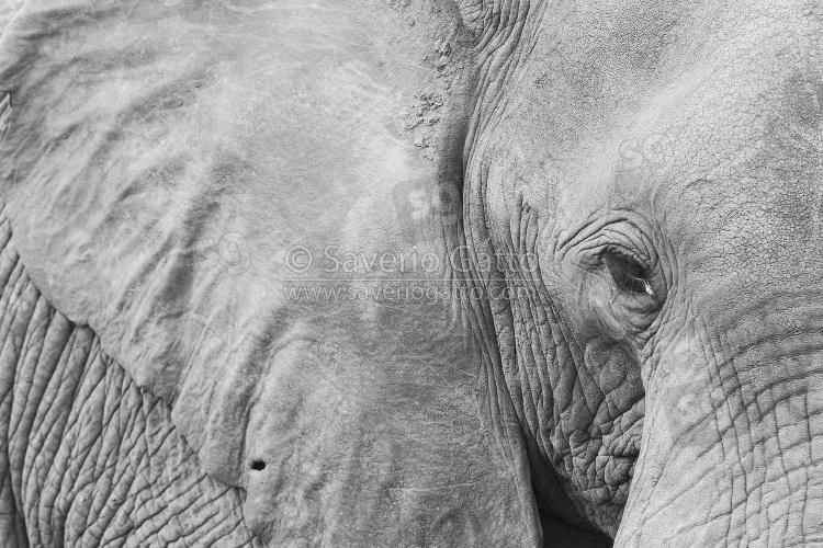 Elefante africano, primo piano di un adulto