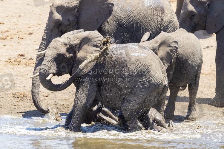 Elefante africano, gruppo all'abbeverata