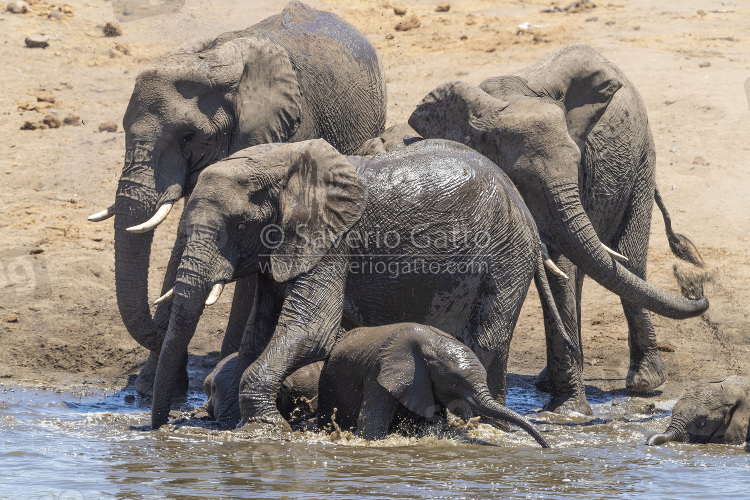 Elefante africano, branco all'abbeverata