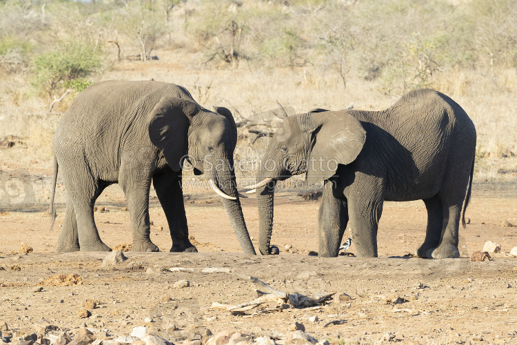 African Bush Elephant, two adults drinking from a pool