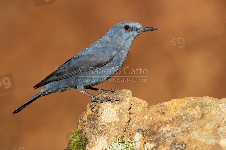 Blue Rock Thrush, side view of an adult male perched on a rock