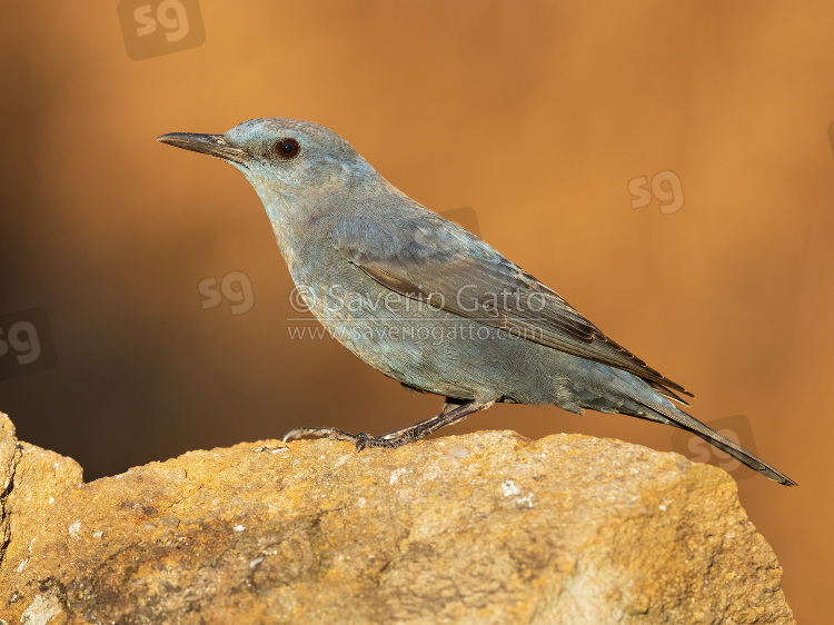 Blue Rock Thrush, side view of an adult male perched on a rock