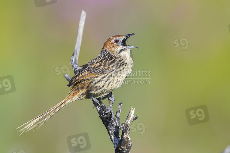 Cape Grassbird