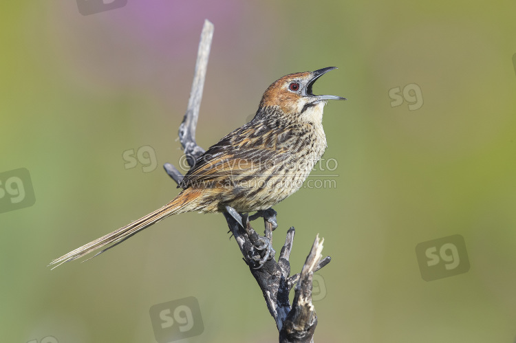 Cape Grassbird, side view of an adult singing from a dead branch