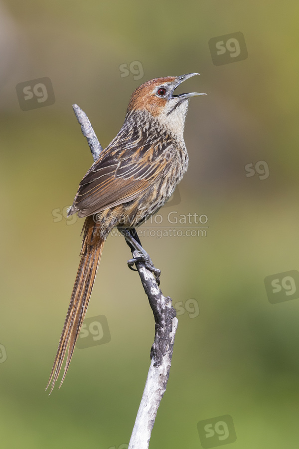 Cape Grassbird, side view of an adult singing from a dead branch