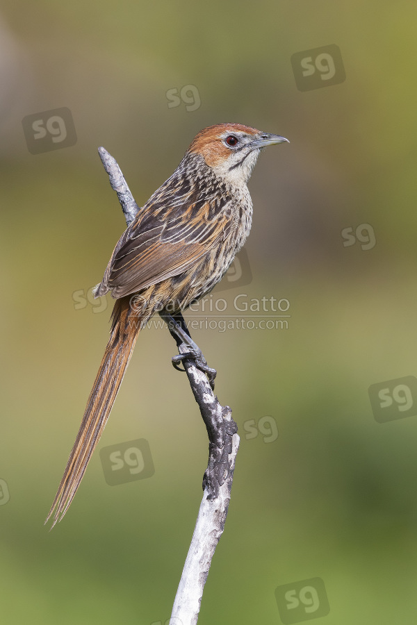 Cape Grassbird