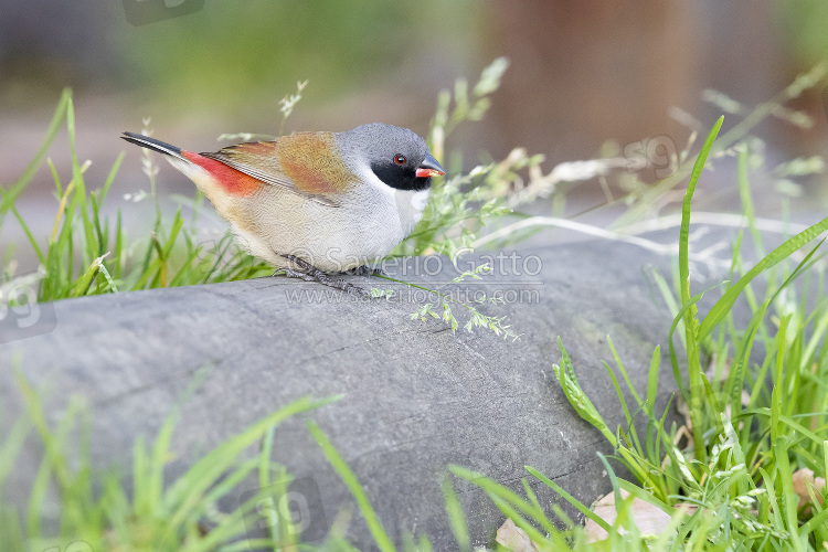 Swee waxbill