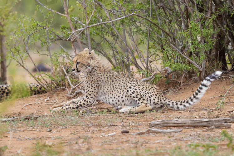 Cheetah, female cub resting under a bush