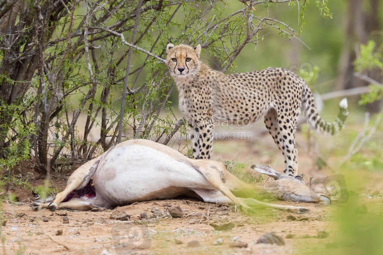 Cheetah