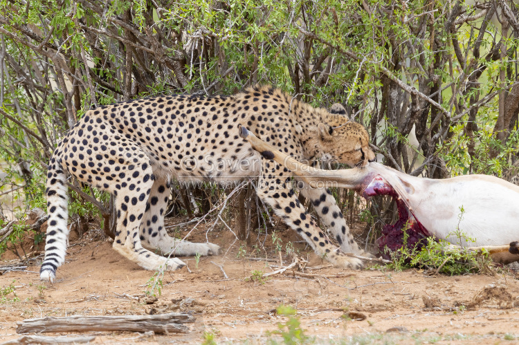 Cheetah, adult female carrying a caught impala under a bush