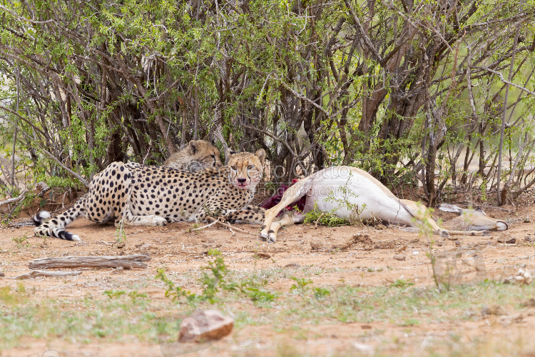 Ghepardo, femmina adulta che si ciba di un impala insieme al cucciolo