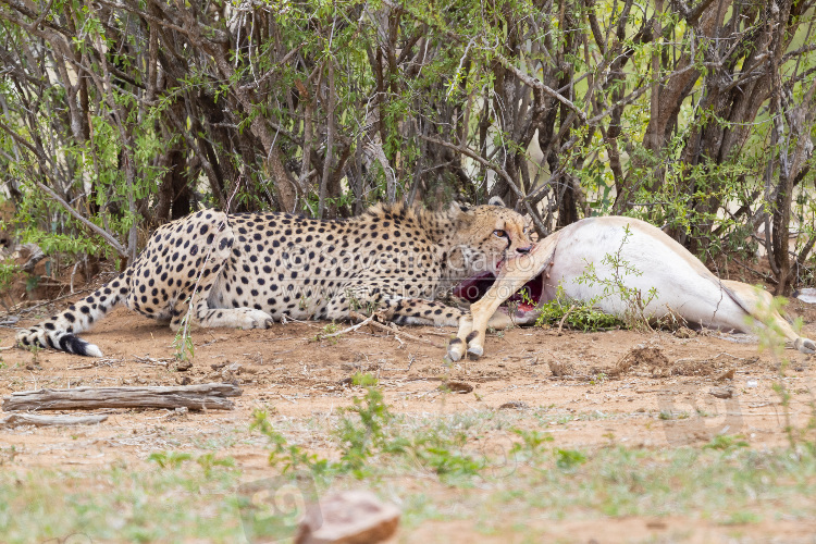 Cheetah, adult female feeding on a dead impala