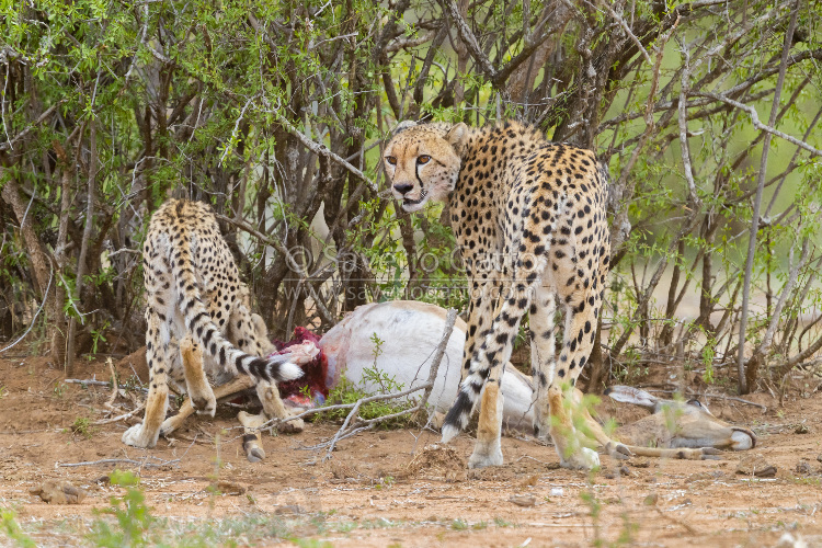 Ghepardo, femmina adulta che si ciba di un impala insieme al cucciolo