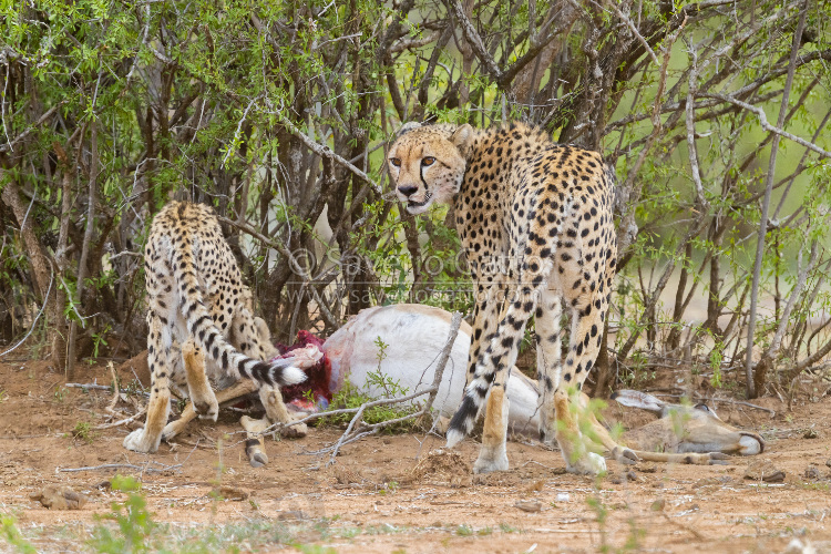 Cheetah