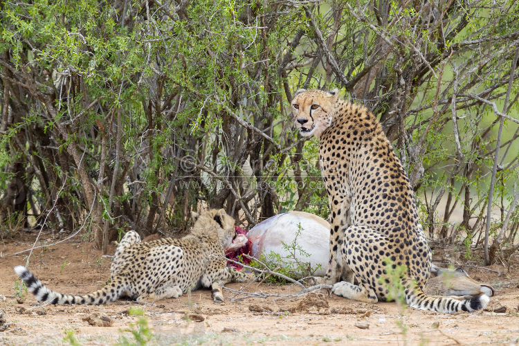 Cheetah, adult female and a cub feeding on an impala