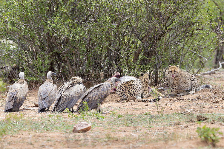 Ghepardo, femmina adulta e cucciolo che si cibano di un impala con dei grifoni africani nelle vicinanze