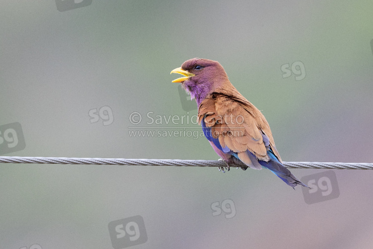 Broad-billed Roller