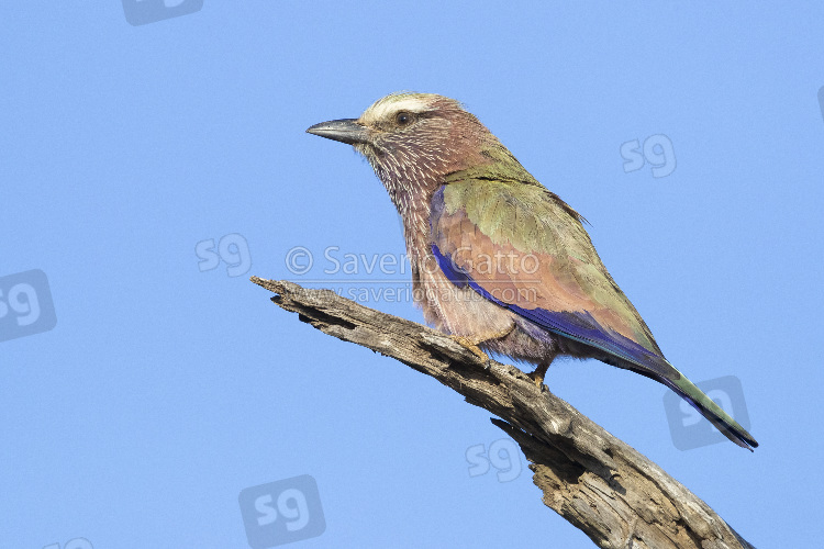 Purple Roller, adult perched on a dead brach