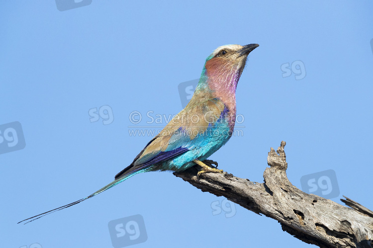 Lilac-breasted Roller, side view of an adult perched on a dead branch