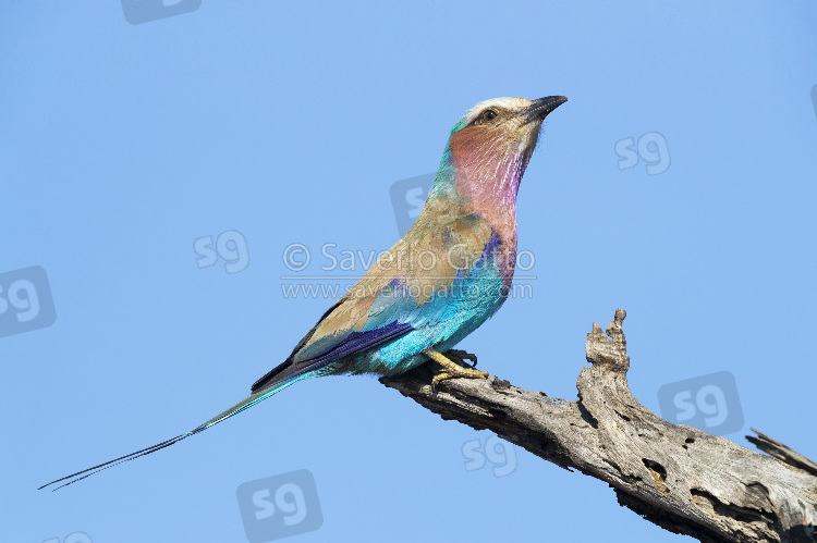 Lilac-breasted Roller