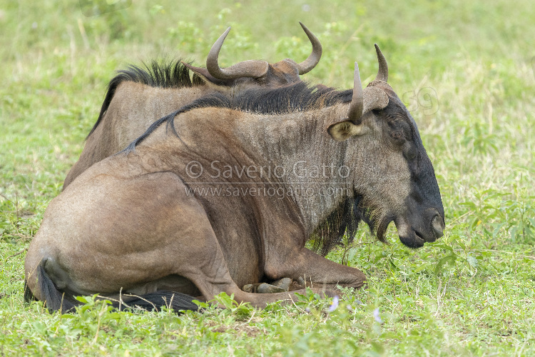 Blue Wildebeest, two adult resting