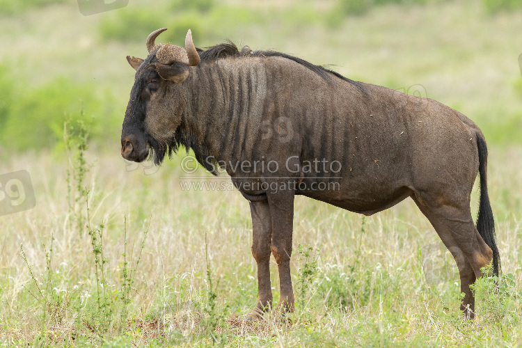 Gnu, adulto in piedi nella savana