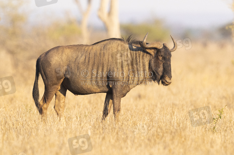 Blue Wildebeest, adult standing in the savanna