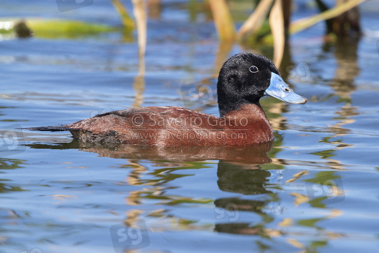 Maccoa Duck, side view of an adult male swimming in a lake