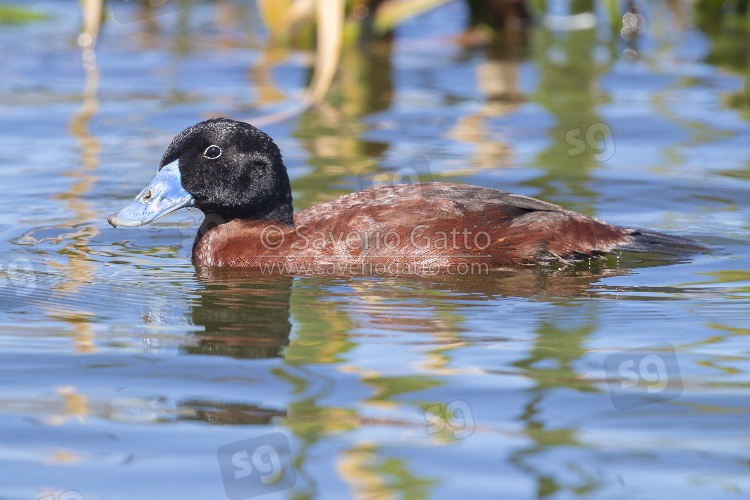 Maccoa Duck, side view of an adult male swimming in a lake